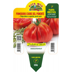 Pomodoro ligure cuore del...