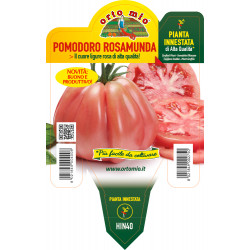 Pomodoro cuore rosa...