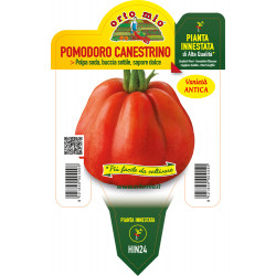 Pomodoro Canestrino di...