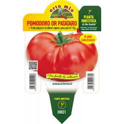 Pomodoro gigante o Patataro