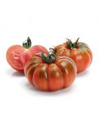 Piante da orto bio: pomodori costoluti